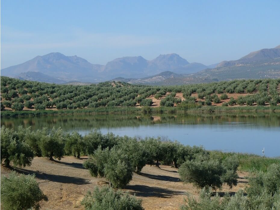 9 Datos que demuestran la importancia de Jaén en la producción de Aceite de Oliva Mundial