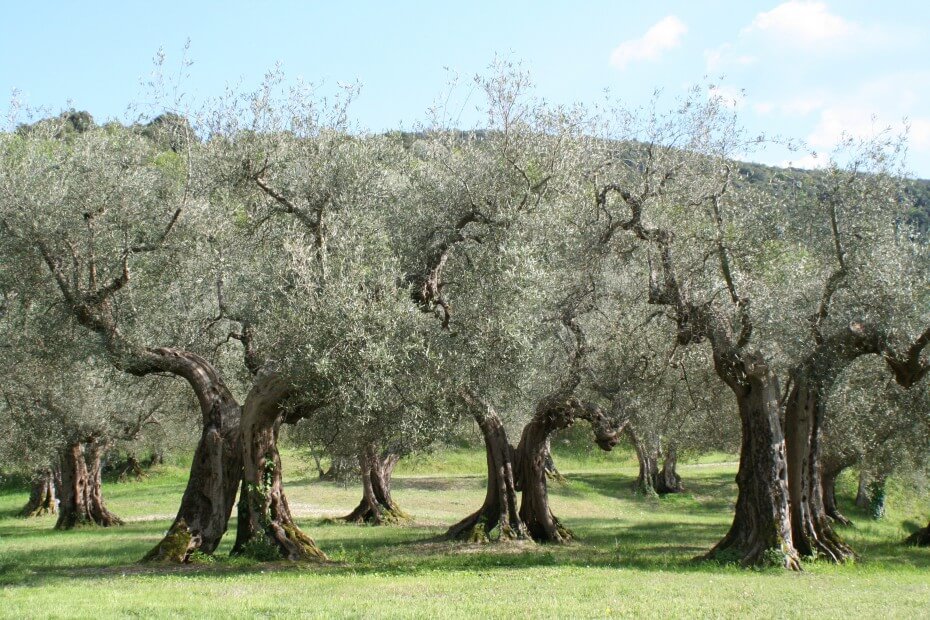 Producción de aceite de oliva, datos que desconocías